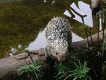 Porcupine 6.jpg