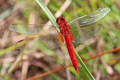 Scarlet Skimmer (male) - Crocothemis servilia, Long Pine Key, Everglades National Park, Homestead, Florida - 8260133383.jpg