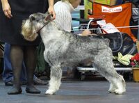 Schnauzer Pepper&Salt in Riga.JPG