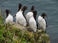 Thick-billed murres by Greg Thomson USFWS.jpg