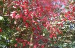 Acer calcaratum.jpg
