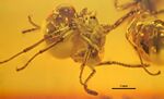 Asymphylomyrmex balticus GZG-BST05034 02.jpg