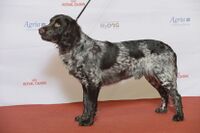 BIR Grupp 8- WACHTELHUND, Stöyletuftas Legolas (24189380991).jpg