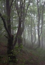 Bieszczady beech01.jpg