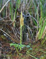 Botrychium multifidum.jpg