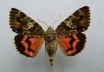 Catocala sponsa.01.jpg