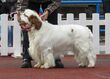 Clumber Spaniel in Tallinn.JPG