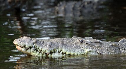 Crocodylus acutus in La Manzanilla.jpg