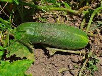 Cucumis sativus 0003.JPG