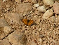Jerusalem Fritillary 03.jpg