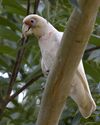 Lbc C tenuirostris 690V1414 - Flickr - Lip Kee.jpg