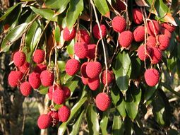 Lychee Brewster01 Asit.jpg