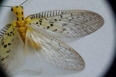 NevromusAustroindicus1.jpg