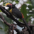 Pteroglossus viridis (male) -Bronx Zoo-8-4c.jpg