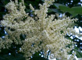 Rhus javanica var chinensis3.jpg