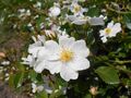 Rosa Apfelblute 2018-07-10 5763.jpg
