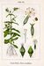 Silene noctiflora Sturm20.jpg