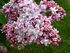 Syringa 'Marshal Vasilevskiy' 01.jpg