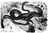 Telescopus fallax engraving.jpg