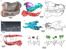 Tessellatia Holotype.webp