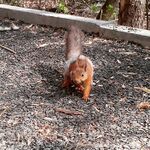 Белка в Непейцевском.jpg