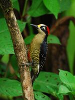 Black-cheeked Woodpecker.jpg