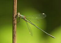 Chalcolestes viridis LC0171.jpg