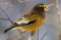 Coccothraustes-vespertinus-002.jpg