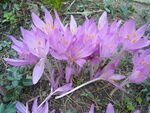 Colchicum autumnale HRM.JPG