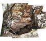 Composite view GD 2 fossil site.jpg