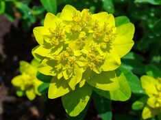 Euphorbia epithymoides 002.JPG