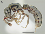 Lividopone livida (CASENT0731209).png