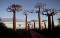 Madagascar baobab.JPG