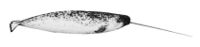 Monodon monoceros NOAA.jpg