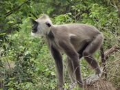 Nilgiri Langur.JPG
