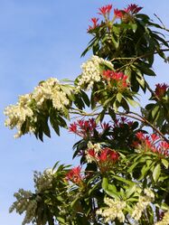Pieris-uncertain-0349.JPG