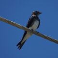 Progne dominicensis -Tobago, Trinidad and Tobago-8.jpg