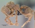 Sericomyrmex amabilis casent0039728 profile 1.jpg