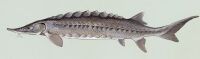 Sturgeon2.jpg
