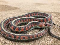 Thamnophis sirtalis infernalis 45819035.jpg