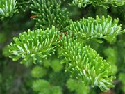Abies fraseri foliage.jpg
