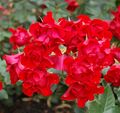 Black-Forrest-Rose (Kordes 2010) 01.jpg