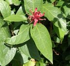 Calycanthus occidentalis 02.jpg