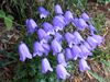 Campanula cochlearifolia a2.jpg