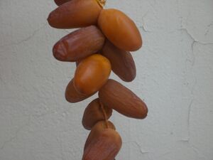 Финики сорта «хамрая»