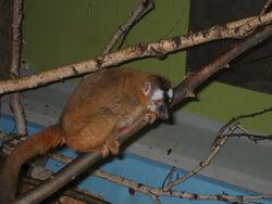 EdmontonZooPrimateCrouching.JPG