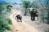 ElephantsInTsavo.jpg