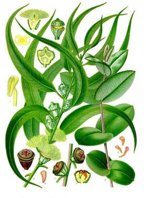 Eucalyptus globulus - Köhler–s Medizinal-Pflanzen-147.jpg