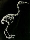 Hawkins's rail.jpg