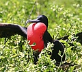 Male greater frigate bird displaying crop.jpg